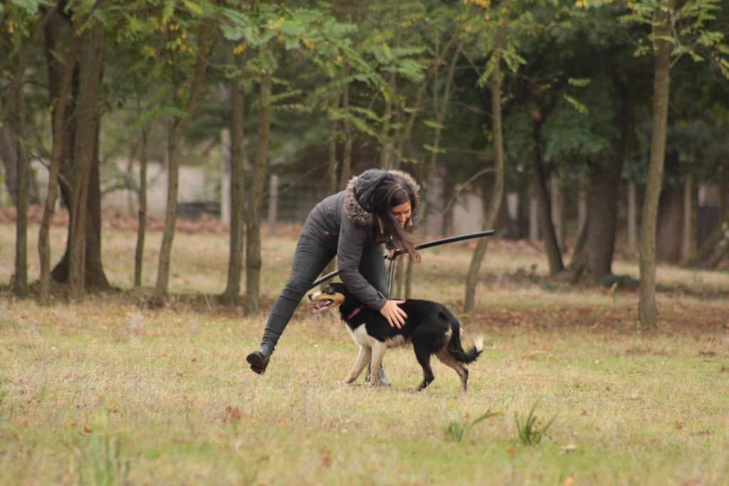 60 des meilleurs bergers et Border Collie de France attendus à Durbans les 6 et 7 juin