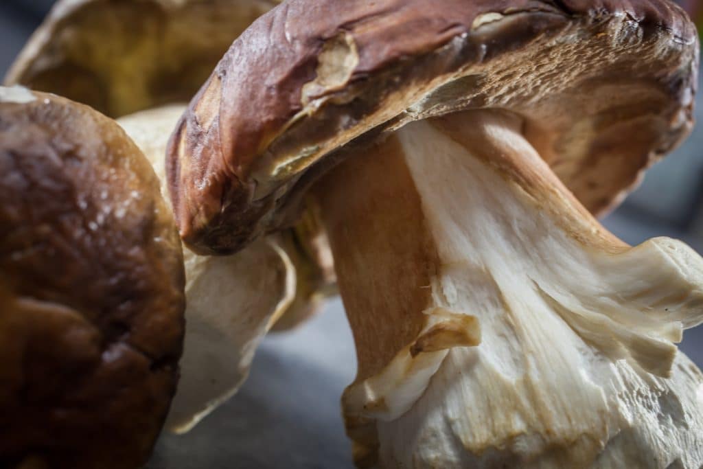 Les Cèpes : L’or brun des sous bois, ou le goût de la mémoire                                                                                                