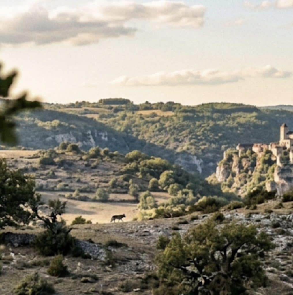 Le point sur le loup dans le Lot : vigilance et aides urgentes pour les éleveurs