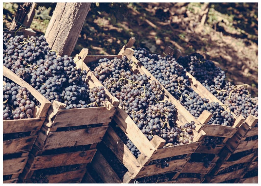 Souvenirs de vendanges...